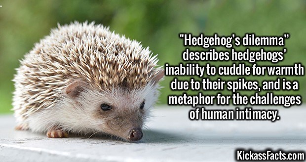 2492-Hedgehog-Dilemma